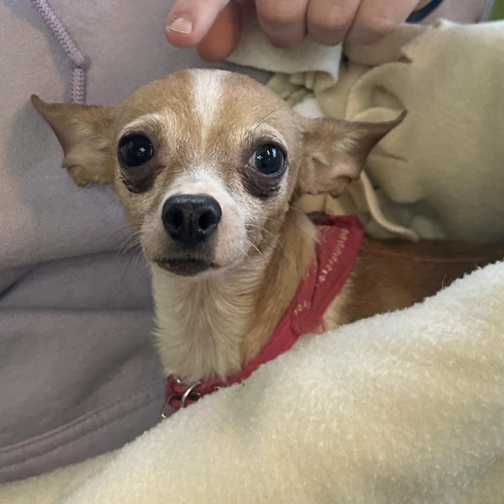 Style, Adoptable, Senior Female Chihuahua.