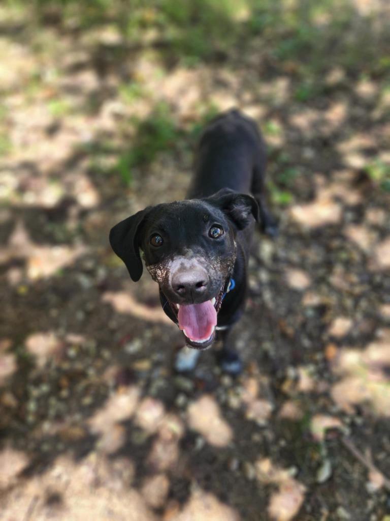 Rose, Adoptable, Young Female Mixed Breed.