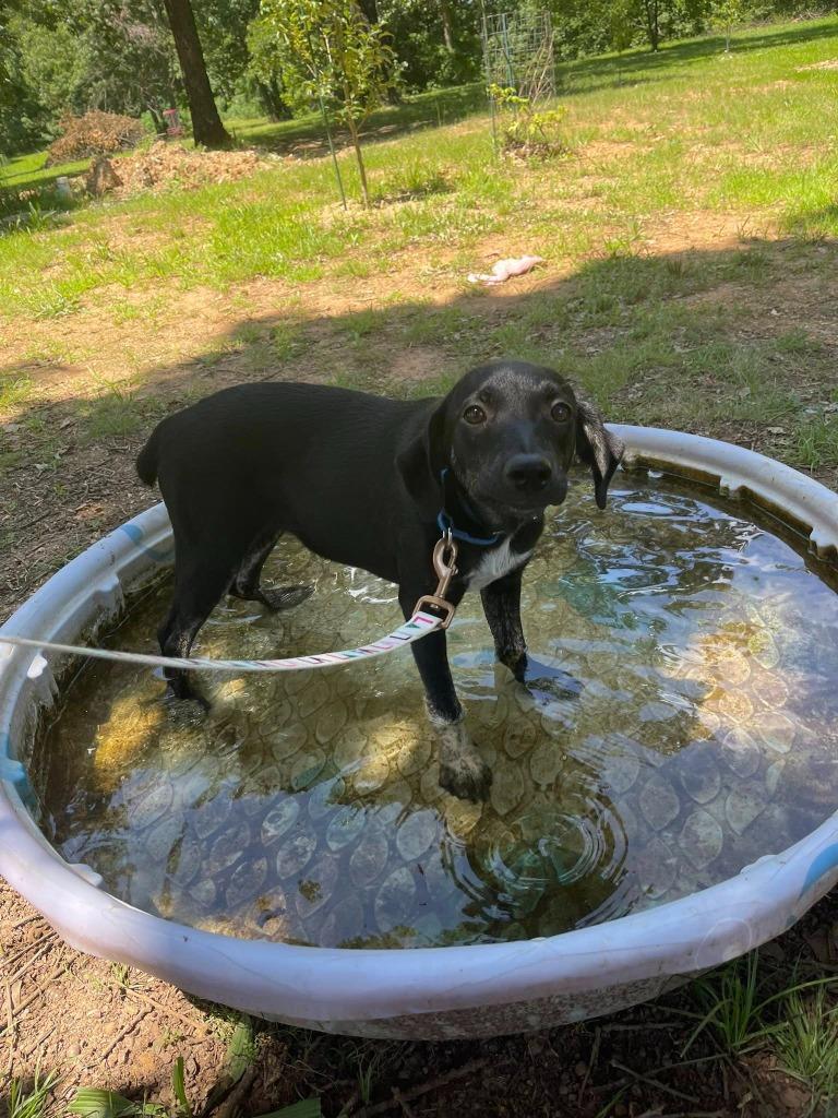 Enlarge Rose, a Adoptable Mixed Breed in Crocker, MO image 3/6