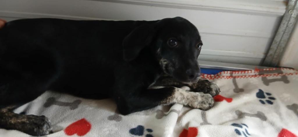 Enlarge Rose, a Adoptable Mixed Breed in Crocker, MO image 4/6