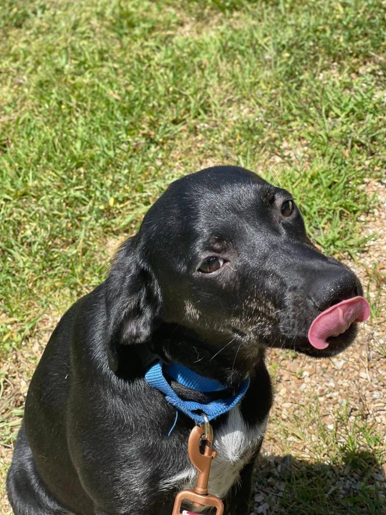 Enlarge Rose, a Adoptable Mixed Breed in Crocker, MO image 5/6