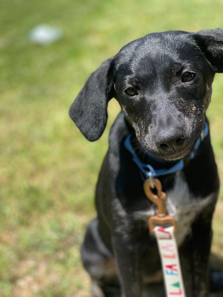Enlarge Rose, a Adoptable Mixed Breed in Crocker, MO image 6/6