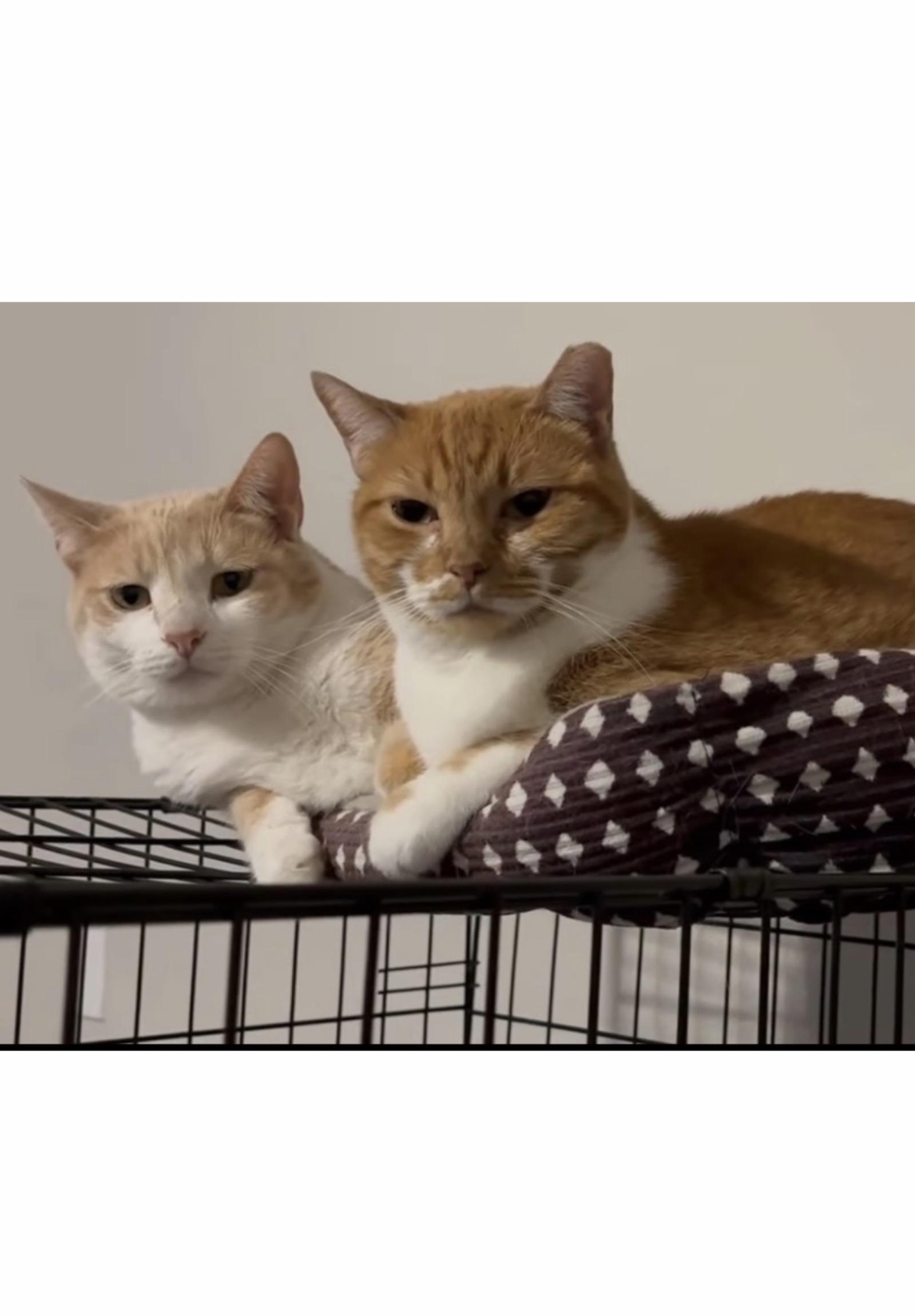 Rachelle - Courtesy Post, Adoptable, Young Female Tabby & Domestic Short Hair.