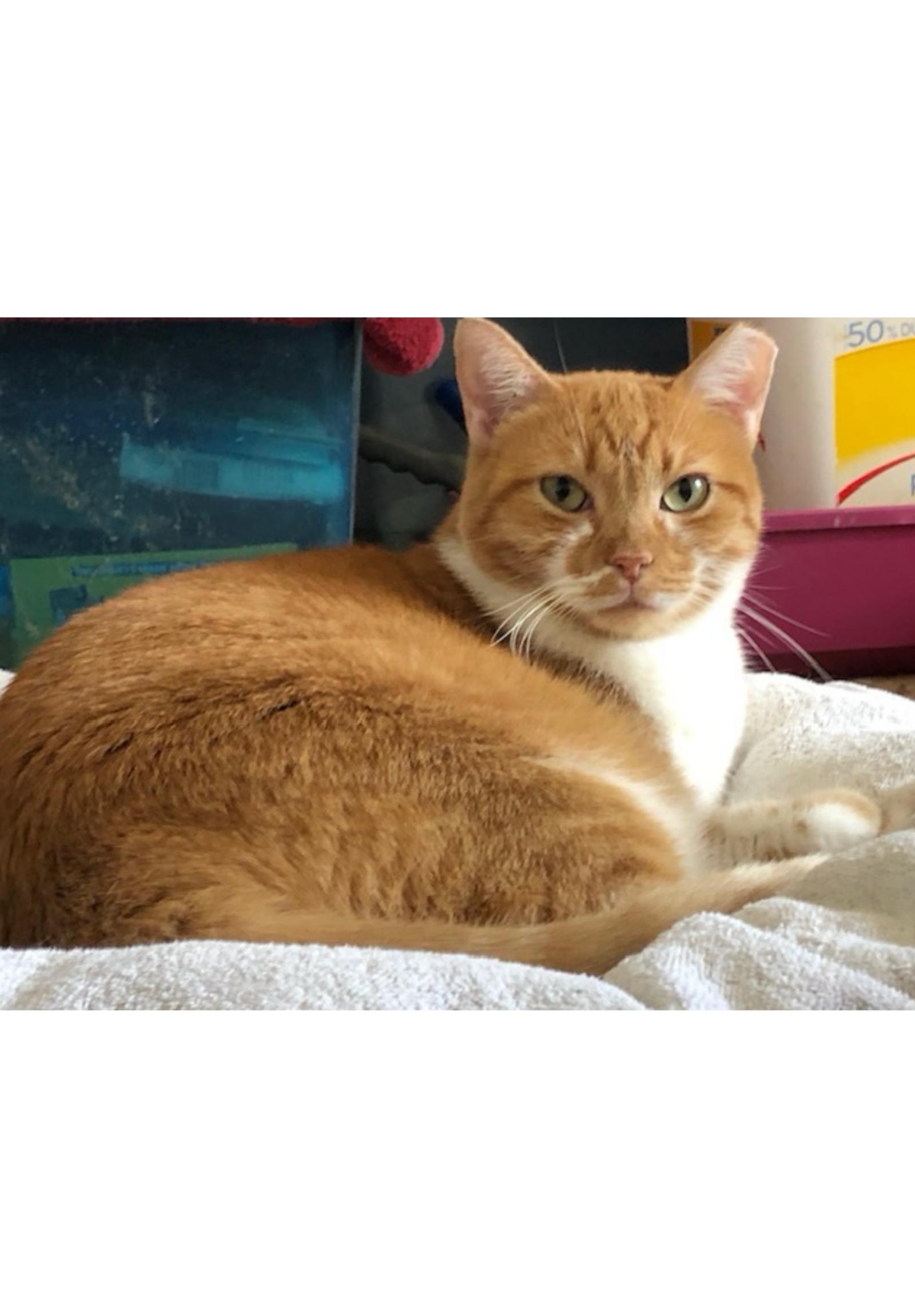 Enlarge Rachelle - Courtesy Post, a Adoptable mixed breed in Euless, TX image 2/2