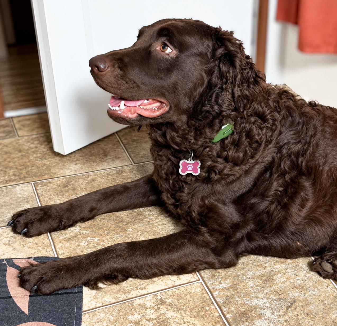 Rory, Adoptable, Adult Female Goldendoodle & Labrador Retriever.
