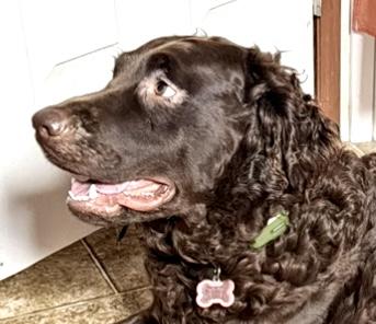 Enlarge Rory, a Adoptable mixed breed in Westfield, NY image 3/3