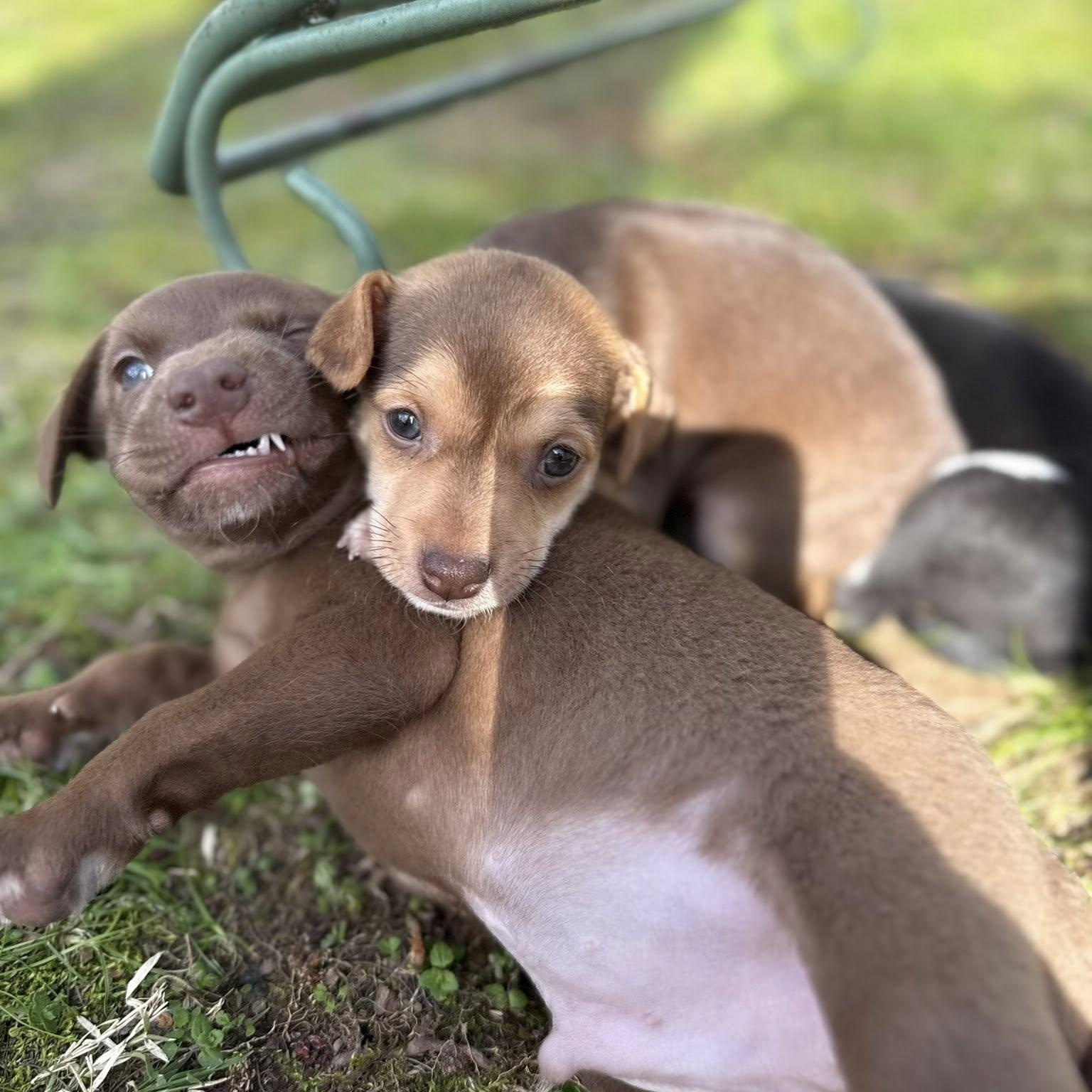 Enlarge Kaitlyn B, a Adoptable mixed breed in Nanuet, NY image 5/6