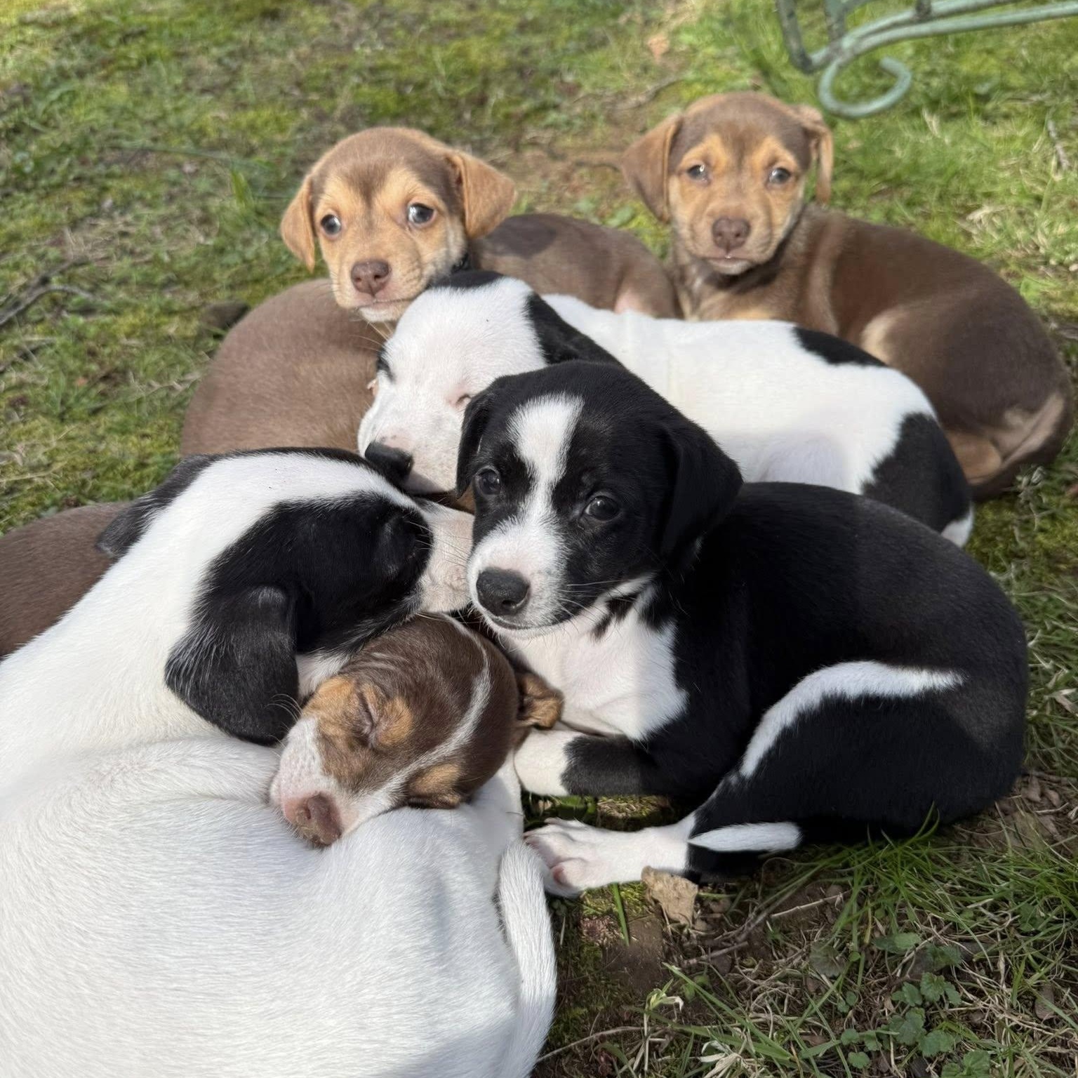 Enlarge Kaitlyn B, a Adoptable mixed breed in Nanuet, NY image 4/6