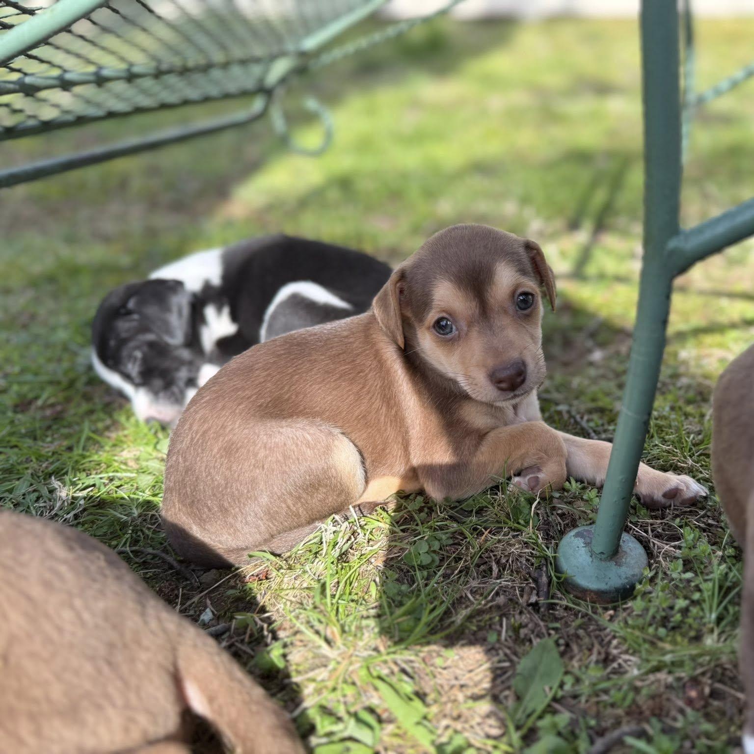 Enlarge Kaitlyn B, a Adoptable mixed breed in Nanuet, NY image 6/6