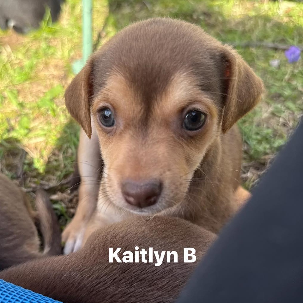 Kaitlyn B, Adoptable, Puppy Female Beagle & Dachshund.