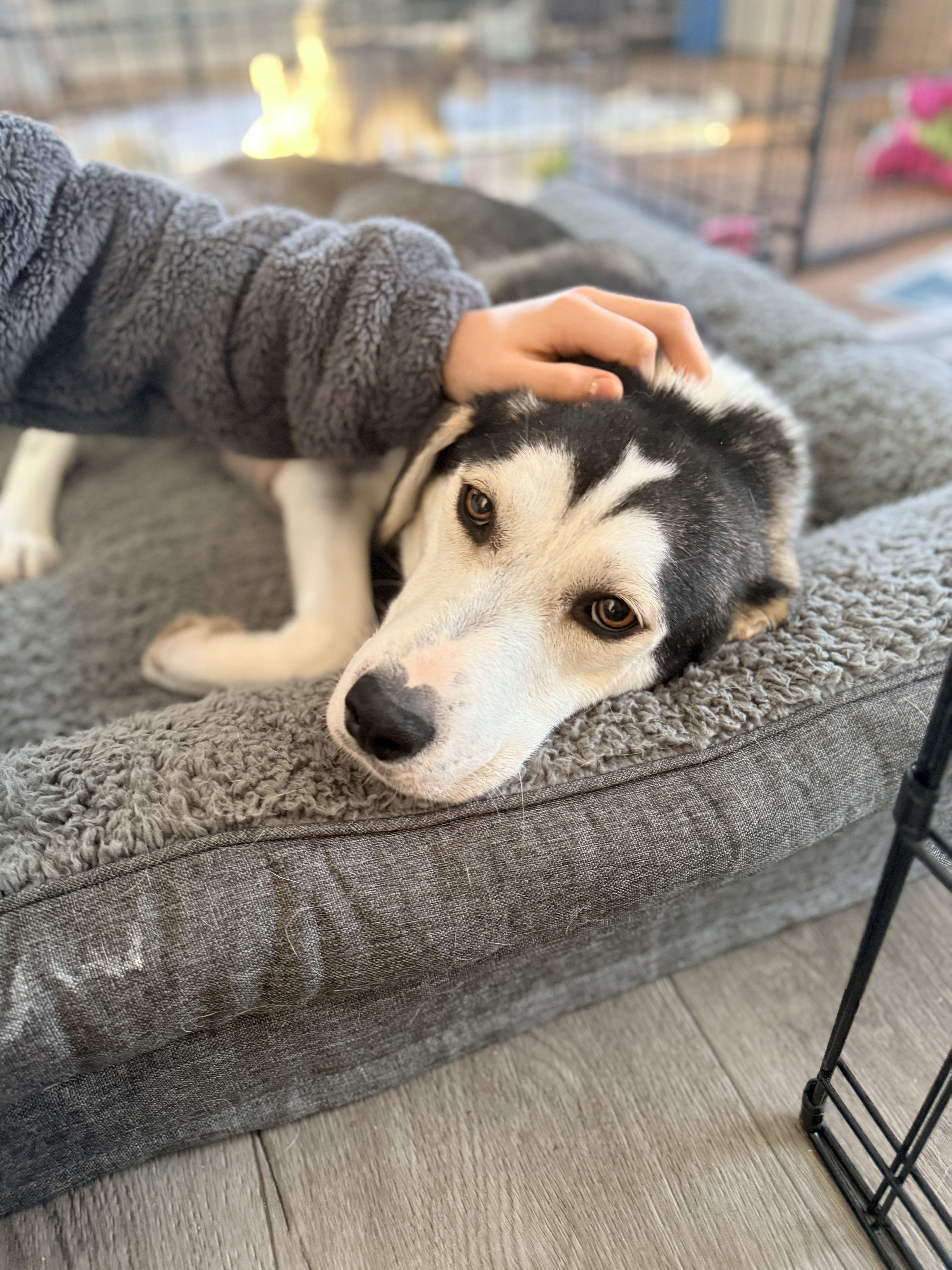 Enlarge Whisper , a ADOPTABLE mixed breed in Columbia, MD image 3/3