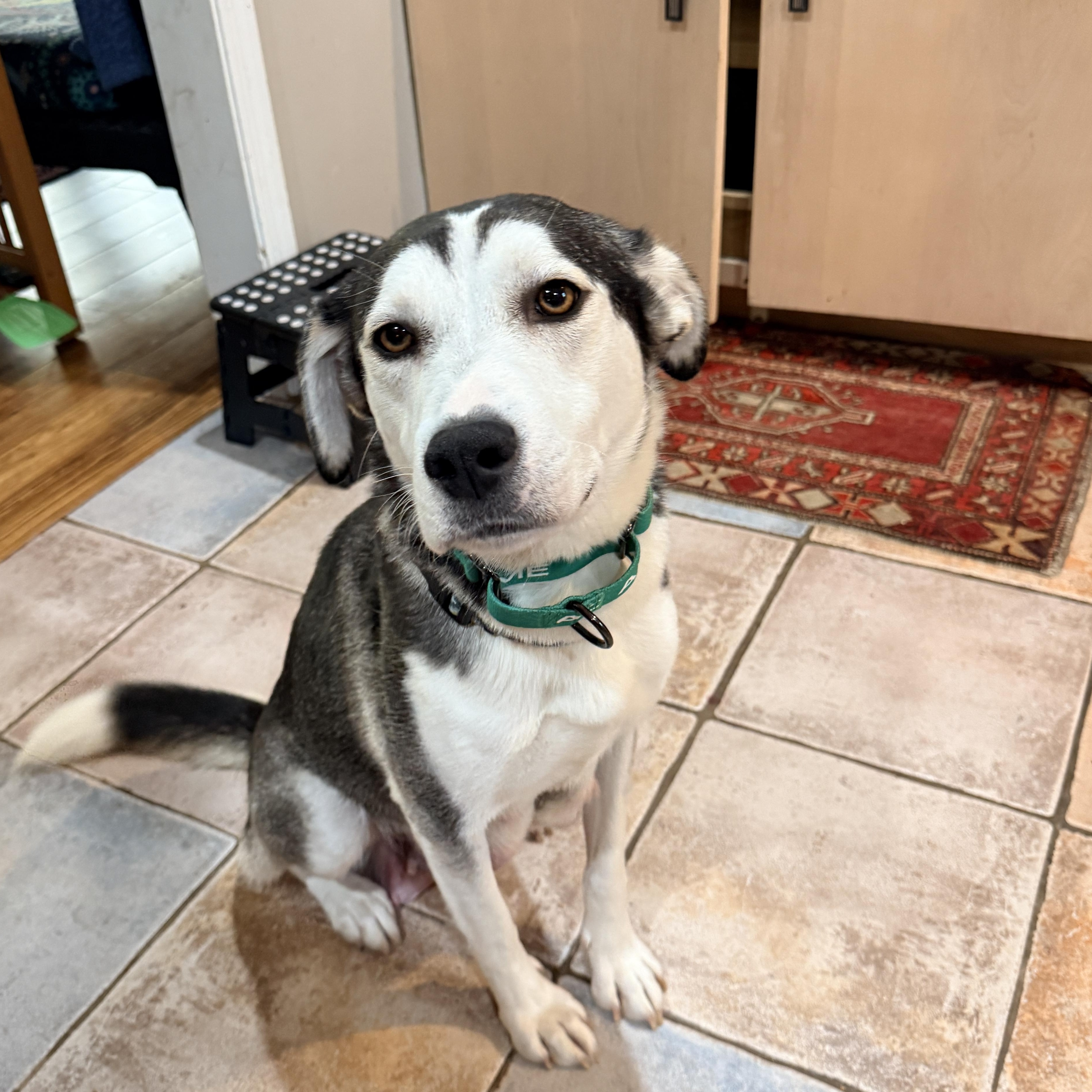 Enlarge Whisper , a ADOPTABLE mixed breed in Columbia, MD image 1/3