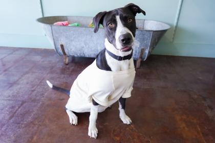 Missy, Adoptable, Adult Female Border Collie & Labrador Retriever.