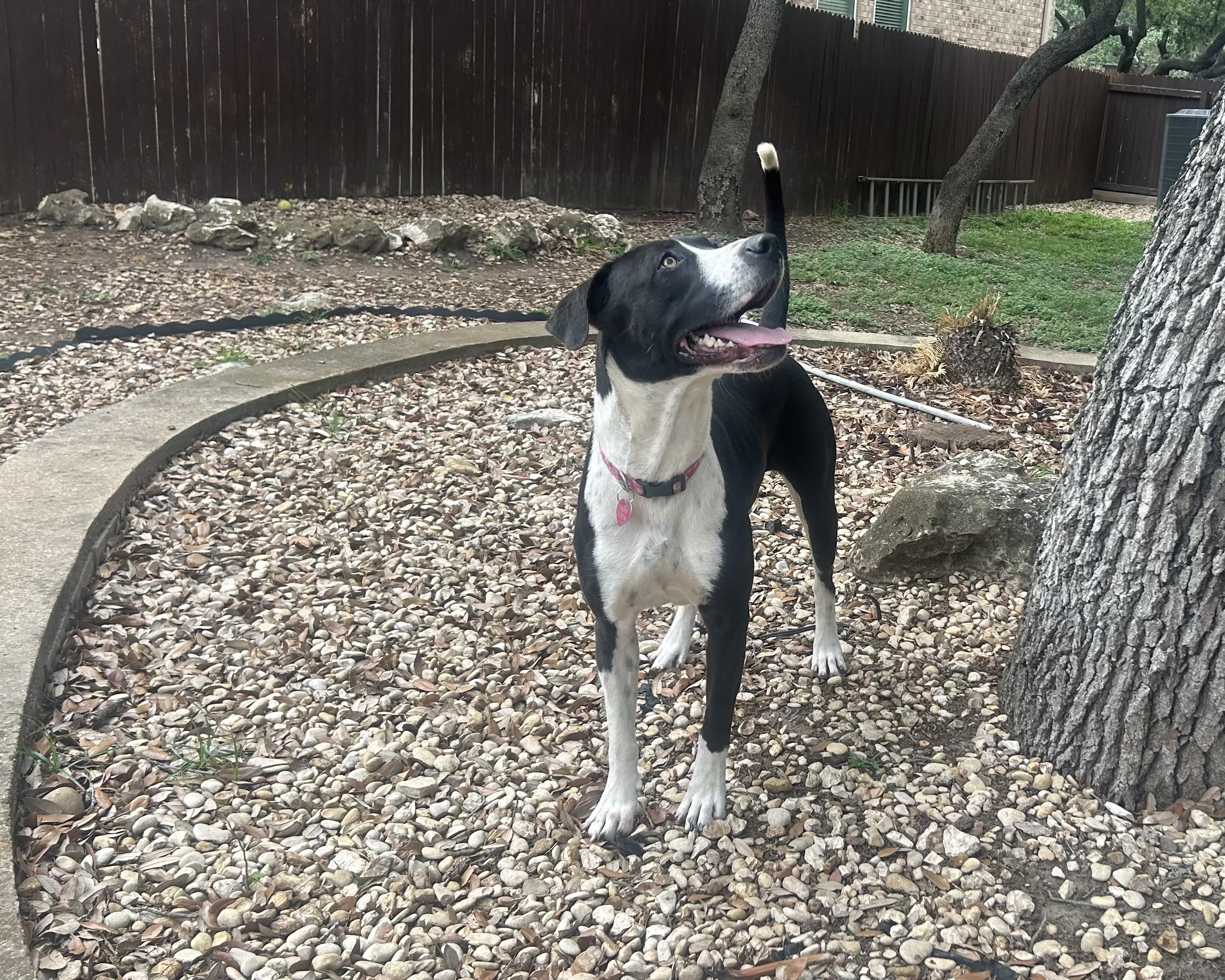 Enlarge Missy, a Adoptable mixed breed in San Antonio, TX image 3/6