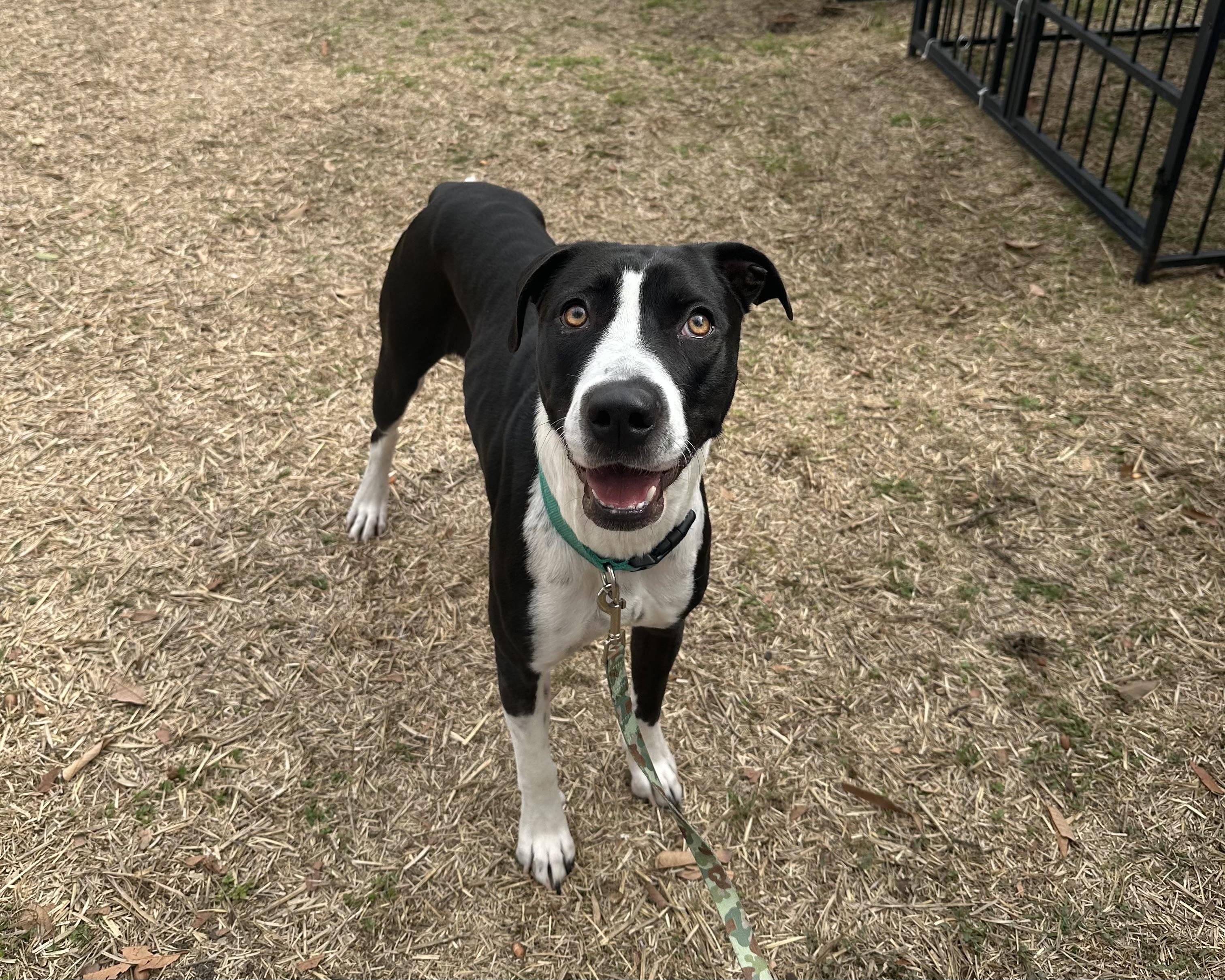 Enlarge Missy, a Adoptable mixed breed in San Antonio, TX image 5/6