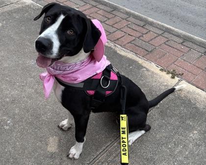 Missy, a Adoptable mixed breed in San Antonio, TX image 3/3