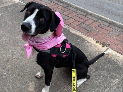 Missy, Adoptable, Adult Female Border Collie & Labrador Retriever.