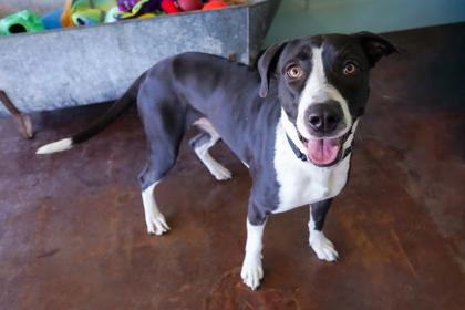 Enlarge Missy, a Adoptable mixed breed in San Antonio, TX image 2/2