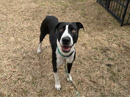Missy, a Adoptable mixed breed in San Antonio, TX image 2/3