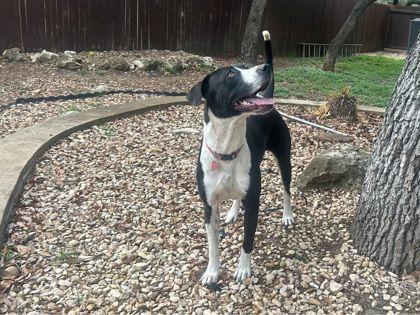 Missy, a Adoptable mixed breed in San Antonio, TX image 3/3