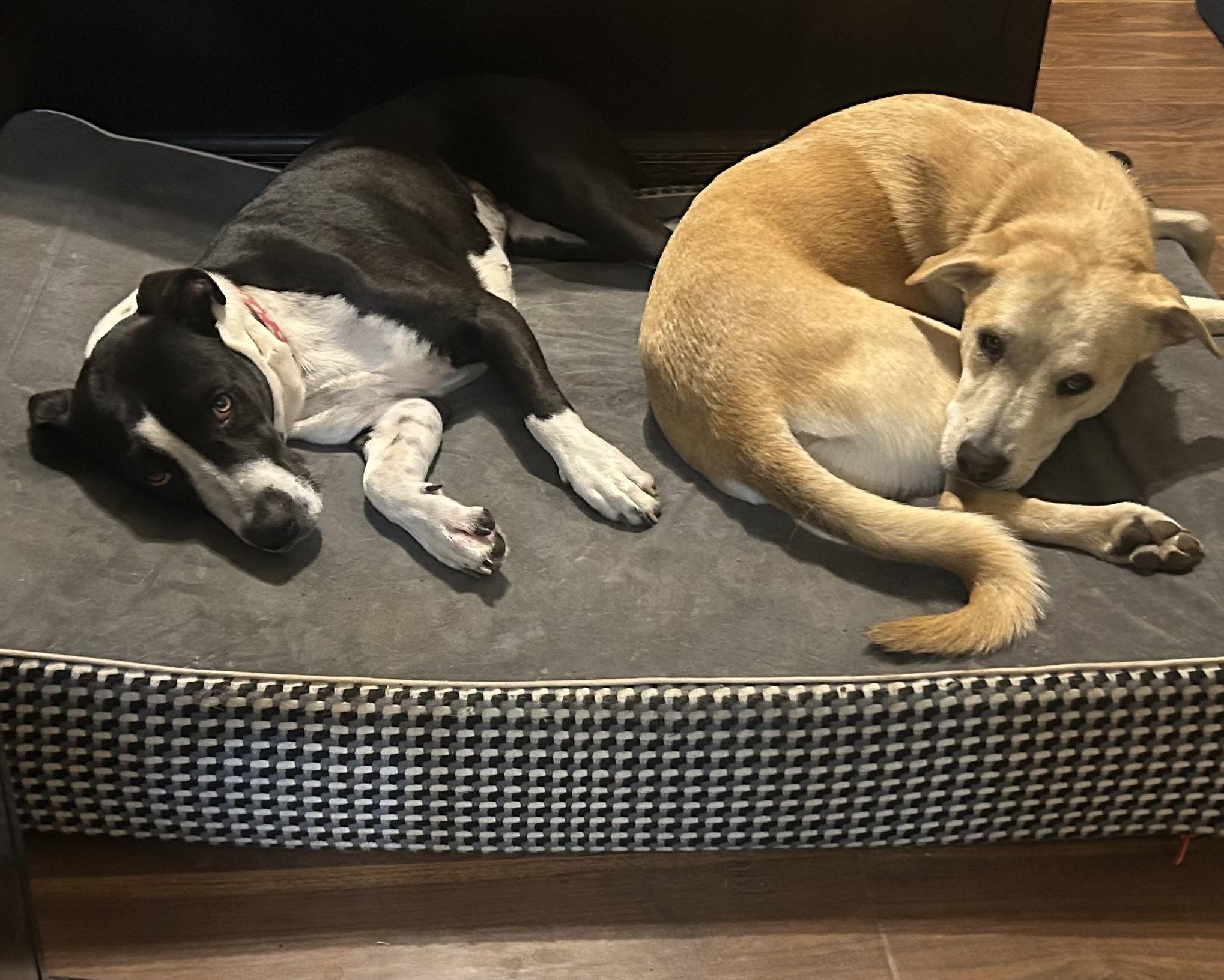 Enlarge Missy, a Adoptable mixed breed in San Antonio, TX image 2/6