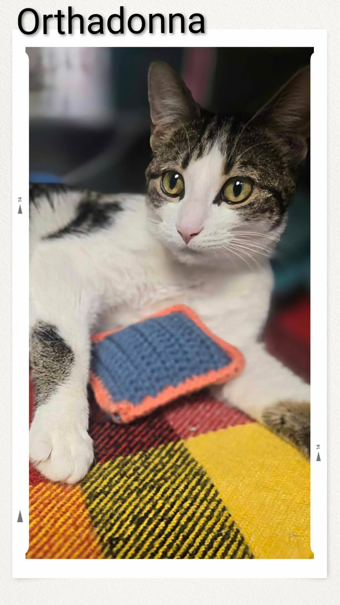 Enlarge Orthadonna, a Adoptable Domestic Short Hair in Caistor Centre, ON image 1/2