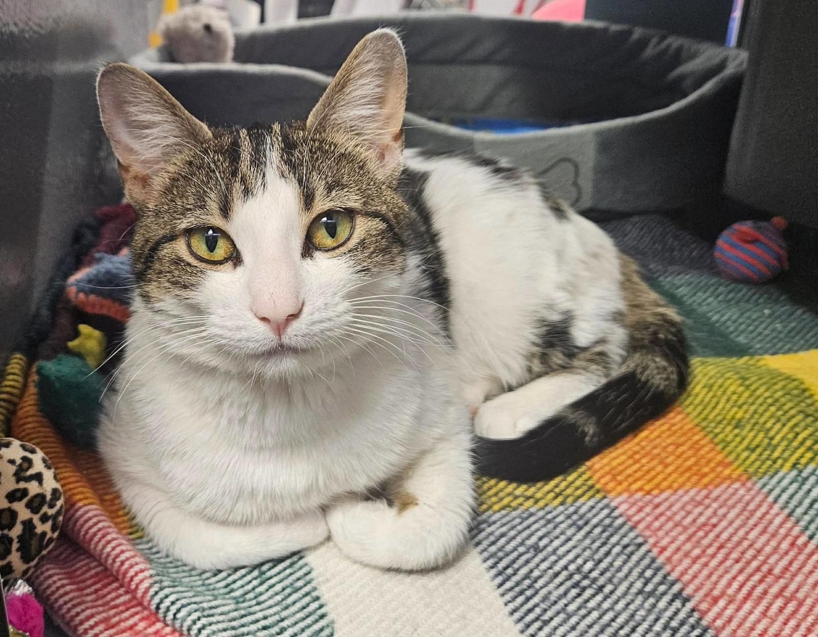 Enlarge Orthadonna, a Adoptable Domestic Short Hair in Caistor Centre, ON image 2/2