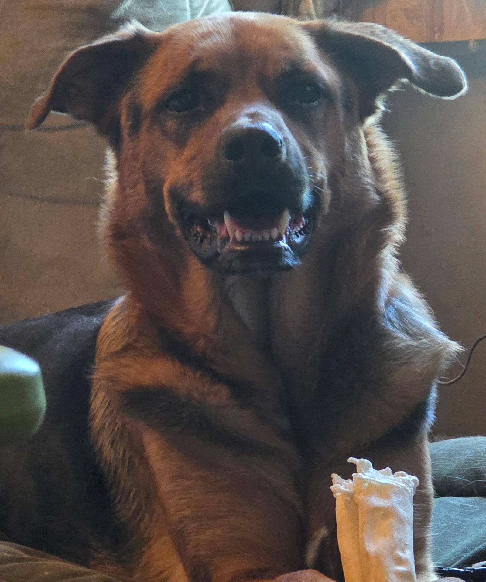 Shepherd and Rotti who need a home, Adoptable, Young Male Rottweiler & Shepherd.