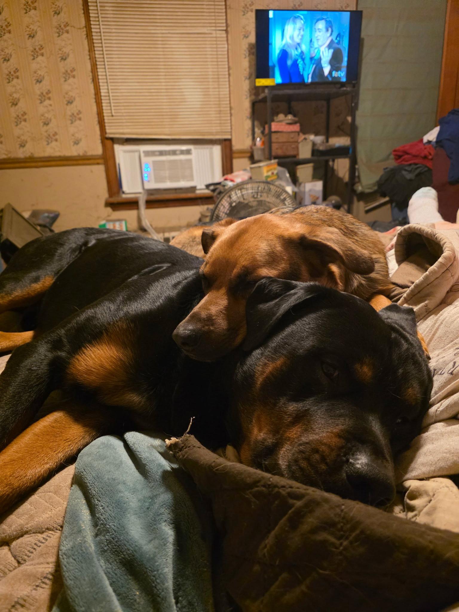 Enlarge Shepherd and Rotti who need a home, a Adoptable mixed breed in Mechanicsburg, PA image 2/3