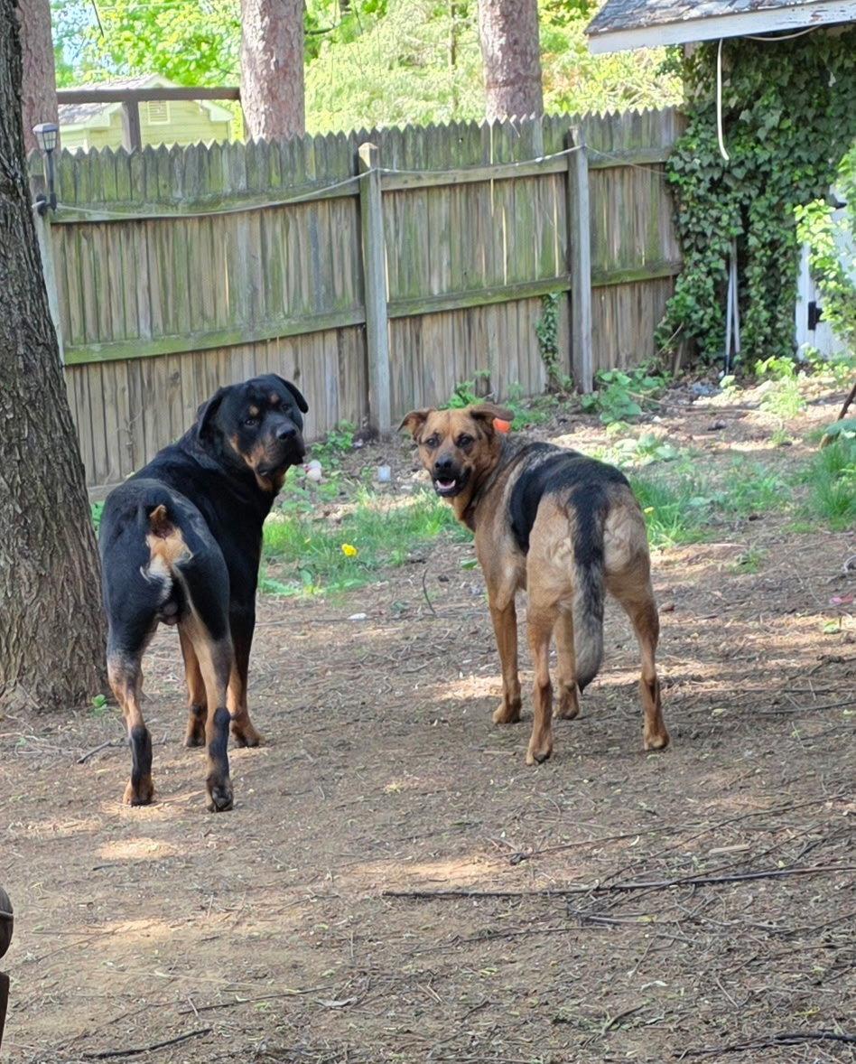 Enlarge Shepherd and Rotti who need a home, a Adoptable mixed breed in Mechanicsburg, PA image 3/3