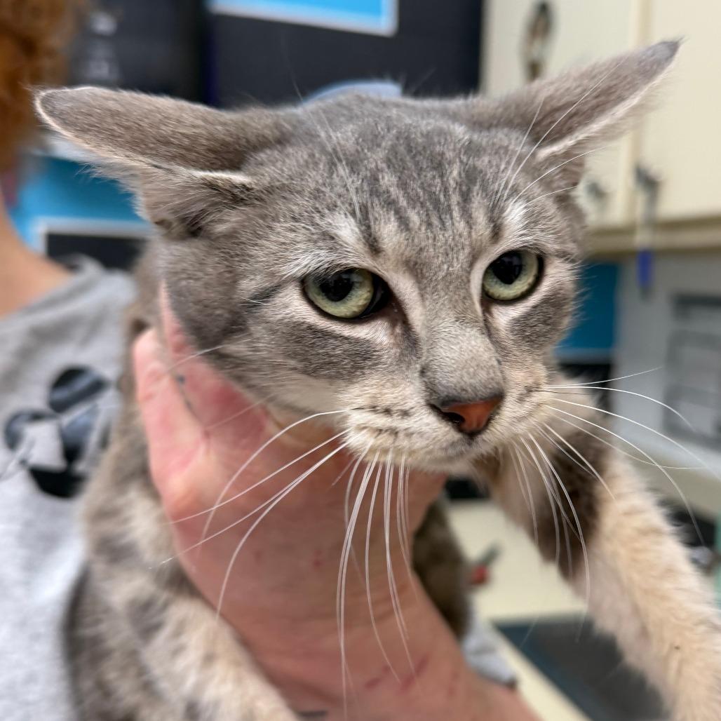 Enlarge Mr. Grey, a Adoptable Domestic Short Hair in Ardmore, OK image 1/2