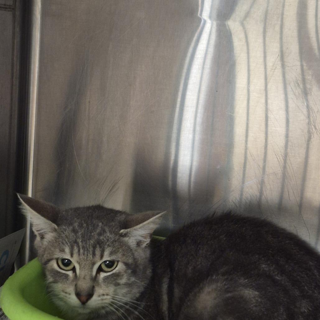 Enlarge Mr. Grey, a Adoptable Domestic Short Hair in Ardmore, OK image 2/2