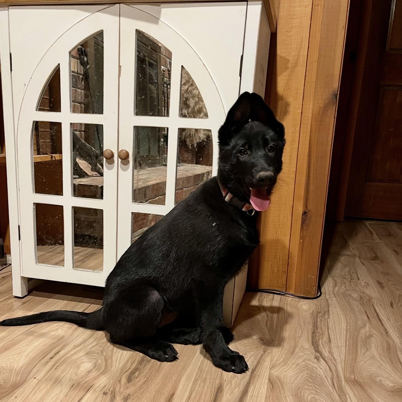 Brenna, Adoptable, Puppy Female German Shepherd Dog.