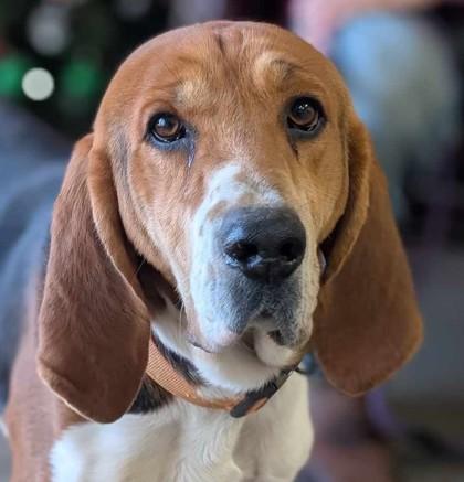 Enlarge Gerald, a Adoptable mixed breed in La Harpe, KS image 1/3