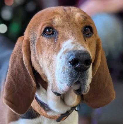 Enlarge Gerald, a Adoptable mixed breed in La Harpe, KS image 2/3