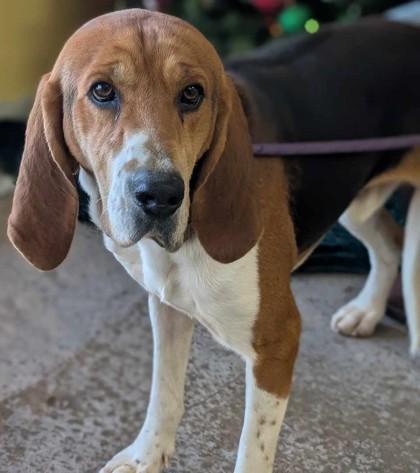 Enlarge Gerald, a Adoptable mixed breed in La Harpe, KS image 3/3