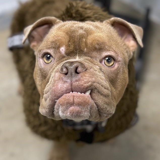 Sir Chonks-a-Lot, Adopted, Young Male Bulldog.