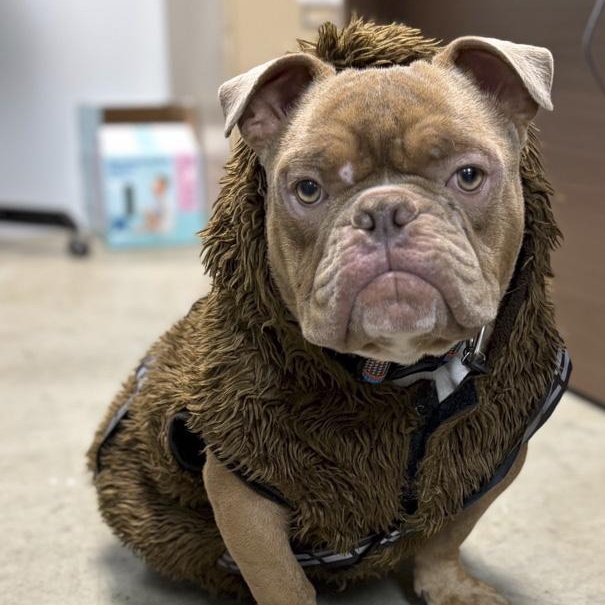 Enlarge Sir Chonks-a-Lot, a Adopted mixed breed in Toledo, OH image 2/2
