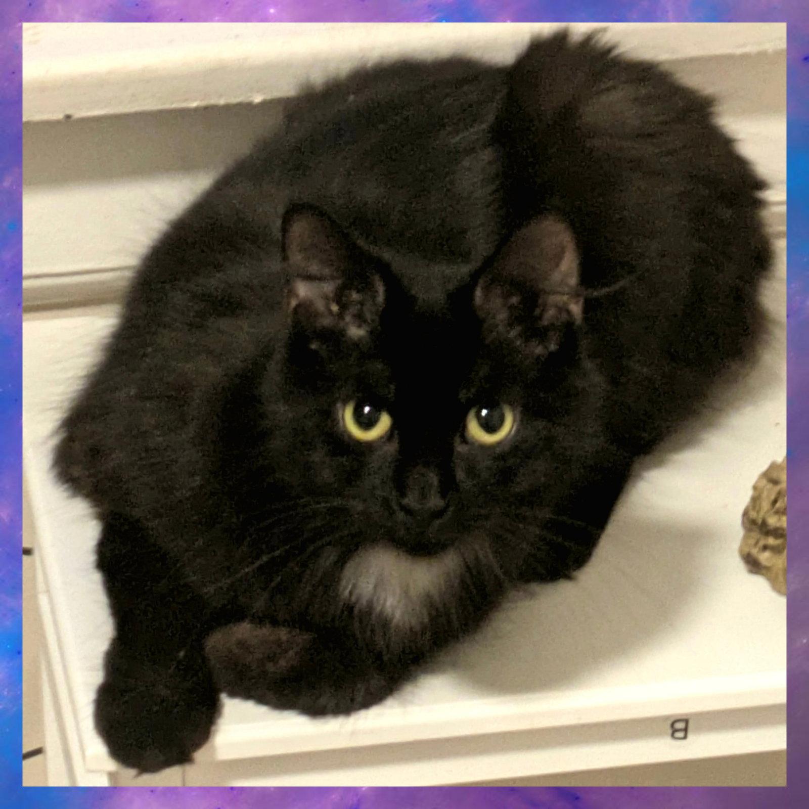 Little Lady, Adoptable, Young Female Domestic Medium Hair.