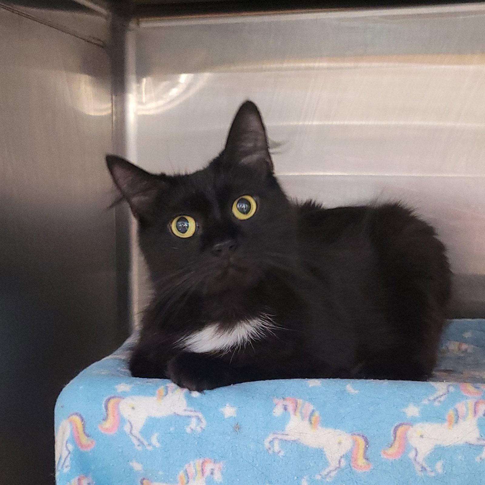 Enlarge Little Lady, a Adoptable Domestic Medium Hair in Akron, OH image 2/3