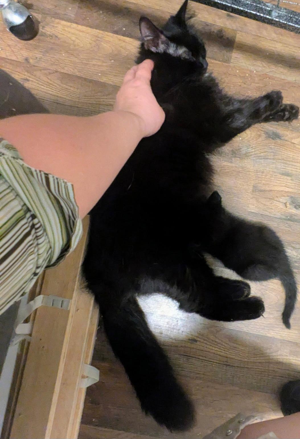 Enlarge Little Lady, a Adoptable Domestic Medium Hair in Akron, OH image 2/2