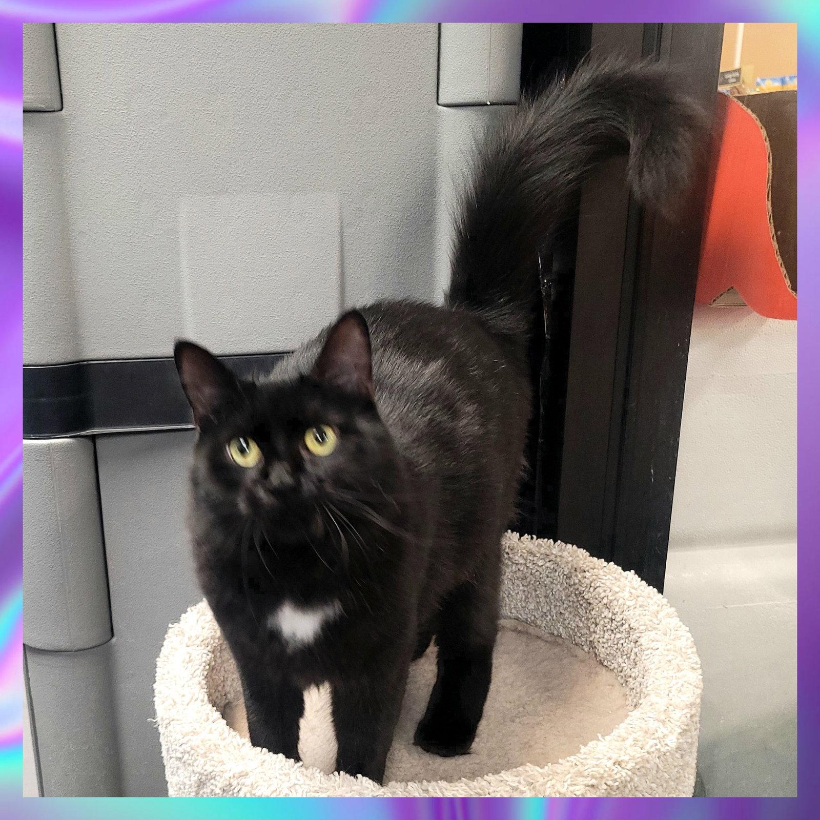 Enlarge Little Lady, a Adoptable Domestic Medium Hair in Akron, OH image 3/3