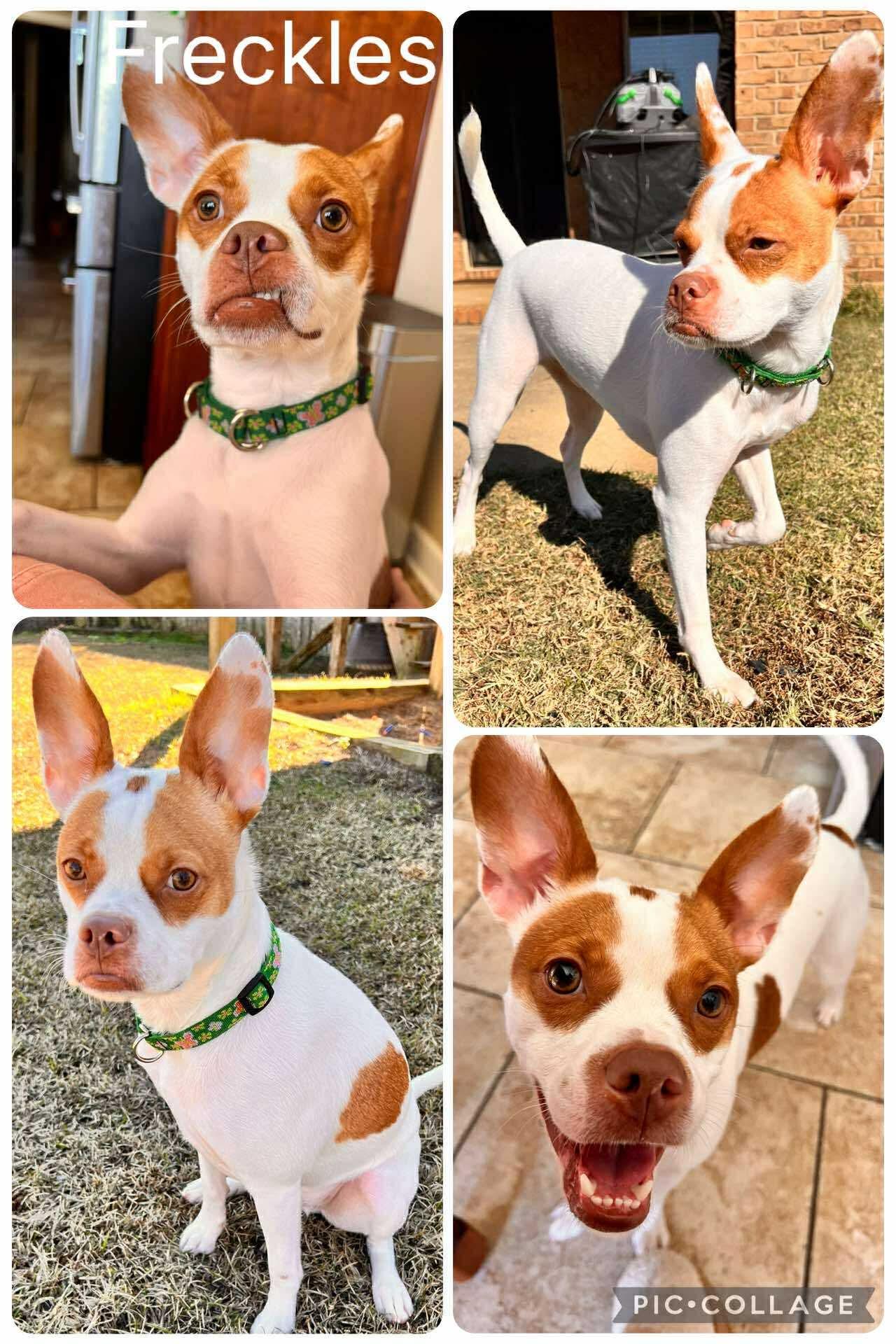 Freckles , ADOPTABLE, Young Male Boston Terrier.