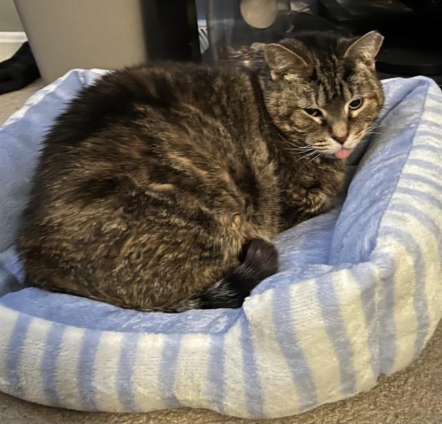 Enlarge KEE KEE, a Adoptable Domestic Short Hair in Westminster, MD image 1/1