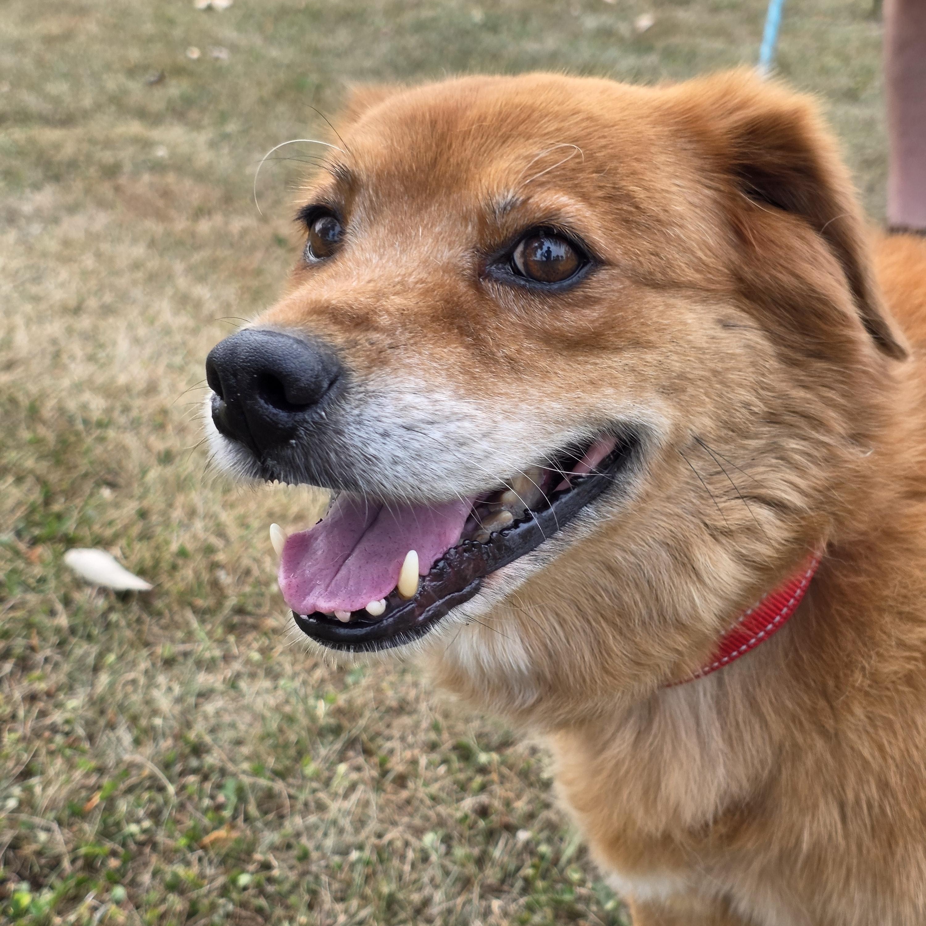 Zoey, a ADOPTABLE mixed breed in Battle Creek, MI image 6/6