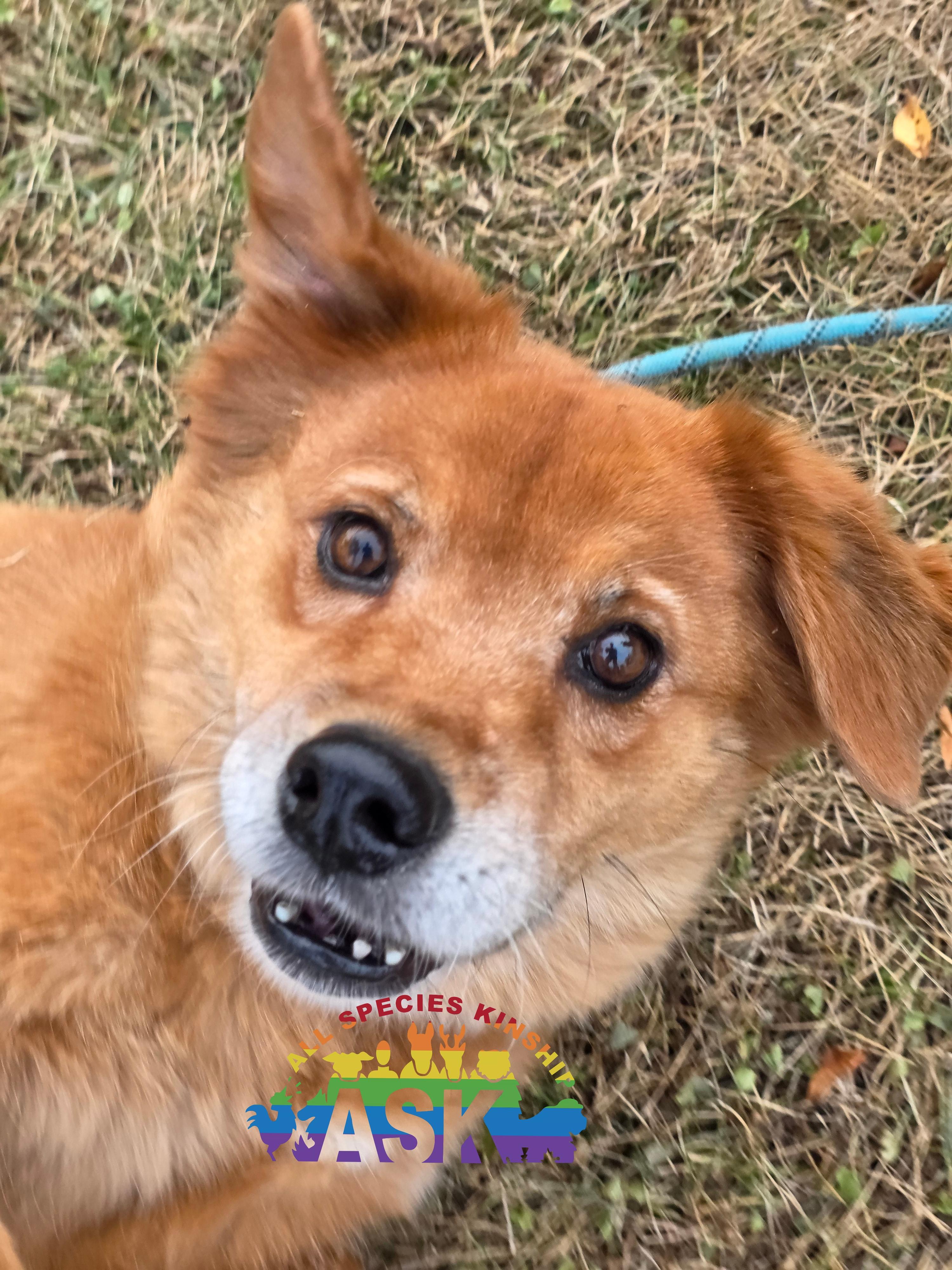 Zoey, a ADOPTABLE mixed breed in Battle Creek, MI image 5/6