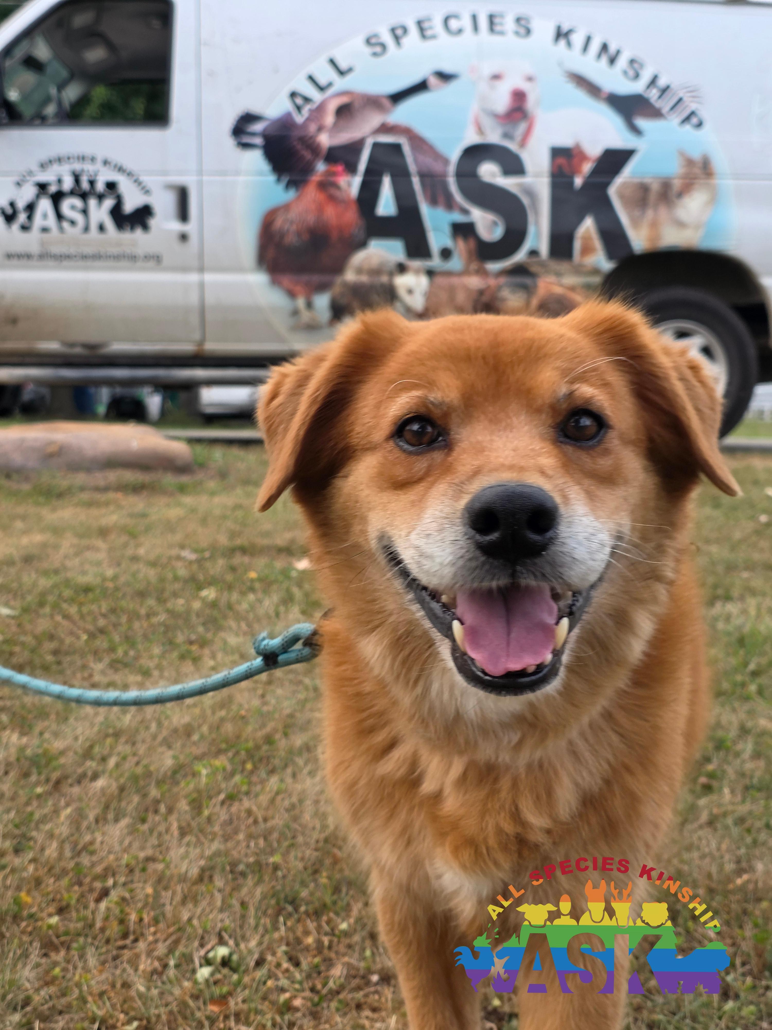 Zoey, ADOPTABLE, Adult Female Golden Retriever.