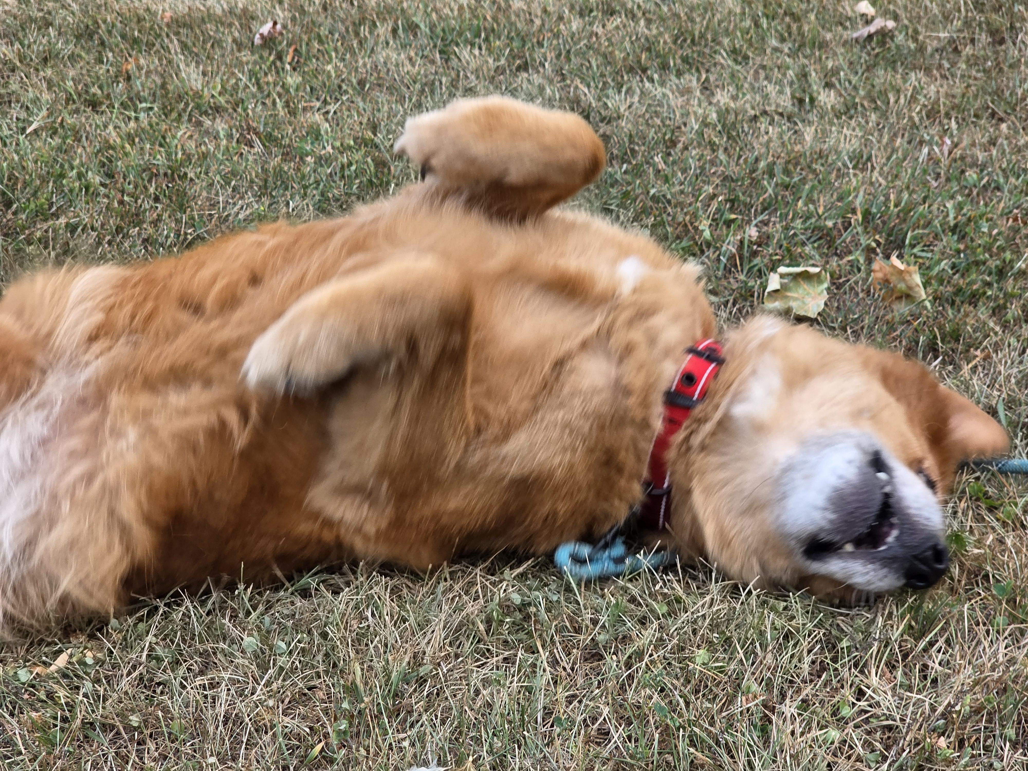 Zoey, a ADOPTABLE mixed breed in Battle Creek, MI image 4/6
