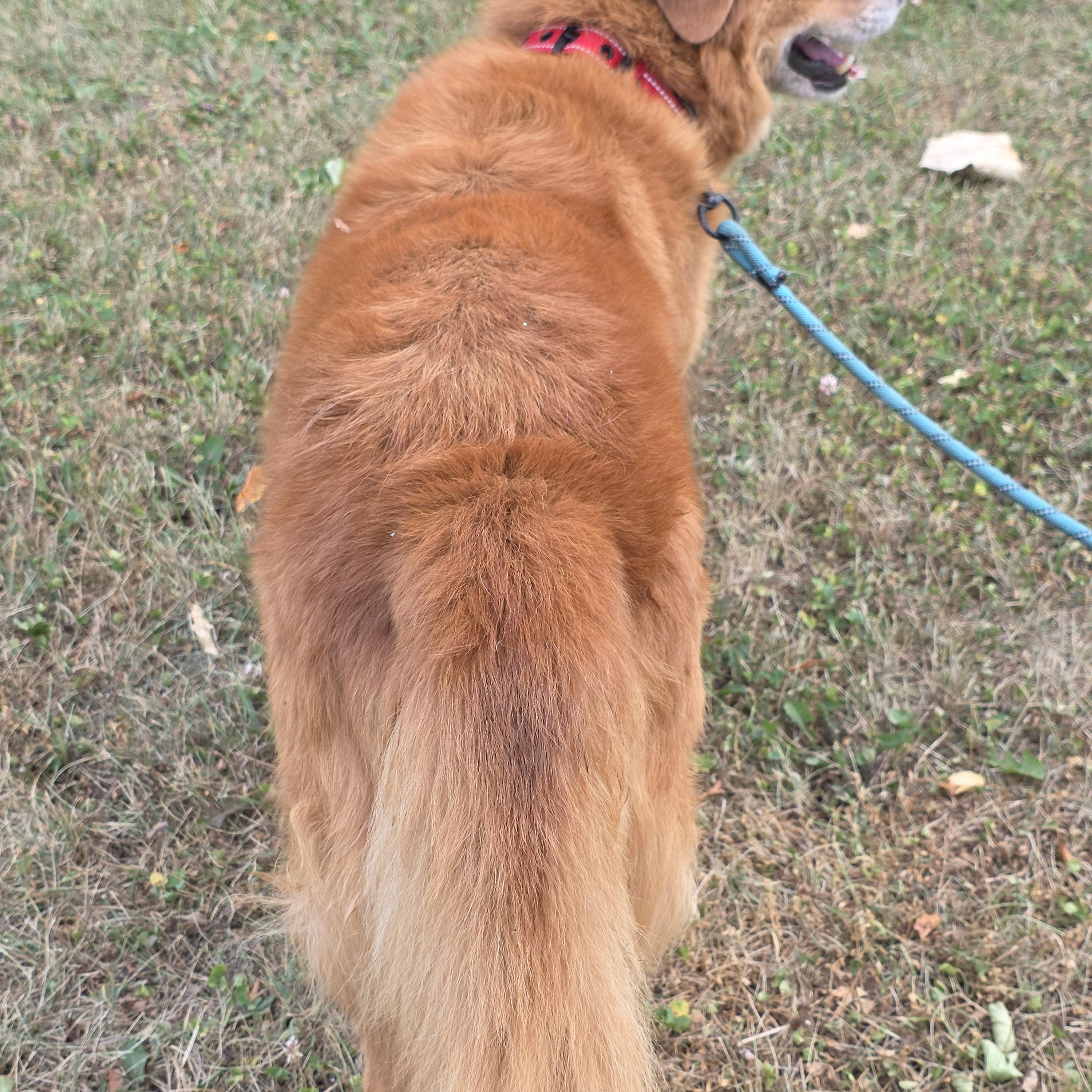 Zoey, a ADOPTABLE mixed breed in Battle Creek, MI image 2/6