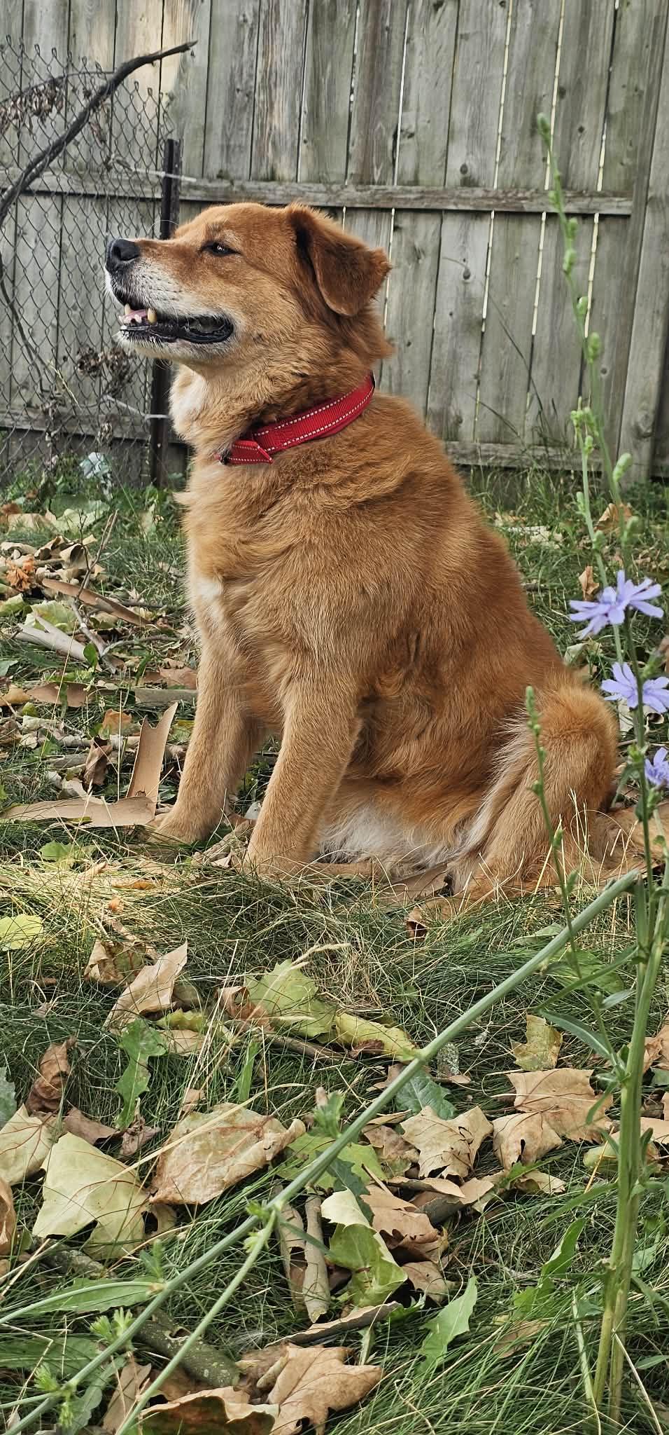 Zoey, a ADOPTABLE mixed breed in Battle Creek, MI image 3/6